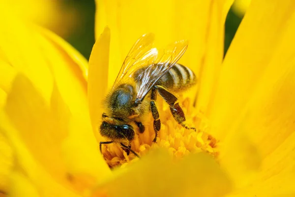 花粉で覆われた蜂は 黄色の花を受粉させる蜜を集める — ストック写真