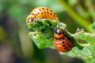Colorado patates böceği larvaları patates yaprakları yer ve tarıma zarar verir..