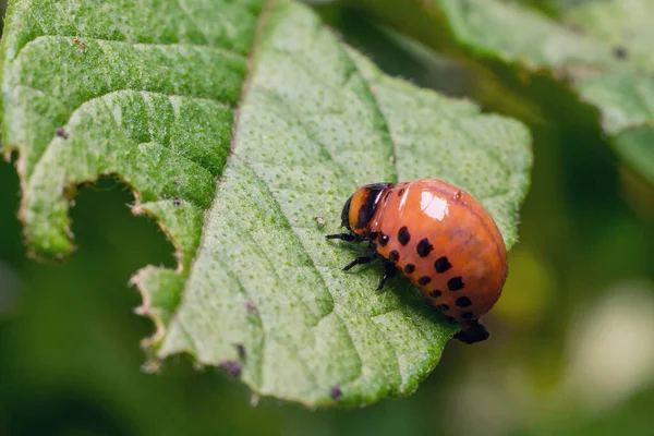 Colorado Potato Beetle Larvae Eats Potato Leaves Damaging Agriculture — Stock Photo, Image