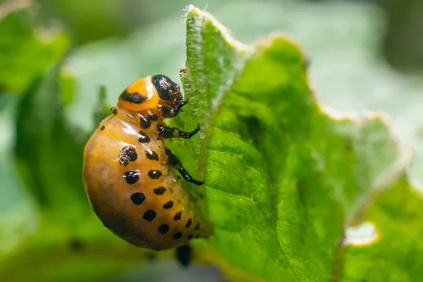 Colorado Aardappelkever Larven Eet Aardappelbladeren Schadelijke Landbouw — Stockfoto