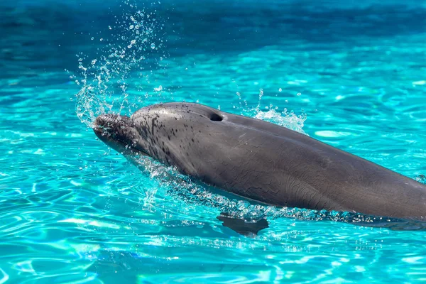 Beautiful Cute Dolphin Splashing Water Dolphinarium — Stock Photo, Image