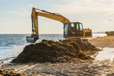 Kumsalı alglerden kazıcı kullanarak temizlemek..
