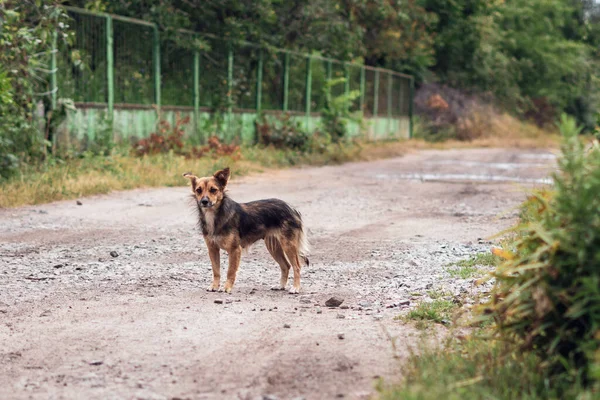 Pequeño Perro Marrón Para Anticipación Camino Campo — Foto de Stock