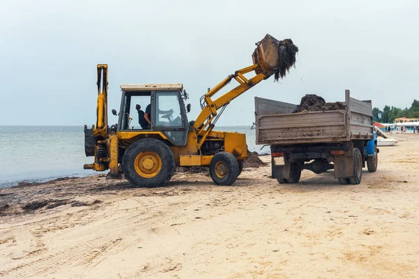 Limpeza Praia Algas Escavadeira Carrega Algas Caminhão — Fotografia de Stock