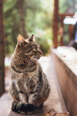 Kahverengi çizgili kedinin portresi sonbahar sabahı ahşap merdivenlerde oturuyor..