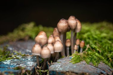 Psilocybe Bohemica mantarları sonbahar ormanında dökülen yaprakların arasında.