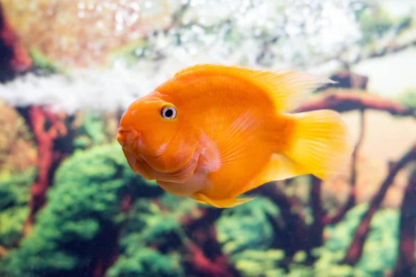 Beaux Poissons Perroquets Nagent Dans Aquarium — Photo