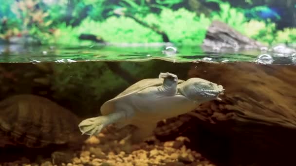 水族館で泳ぐ中国の三畳紀の亀のPelodiscus Sinensis — ストック動画