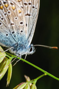 Lycaenidae kelebeği doğada yakın bir bitkinin üzerinde.