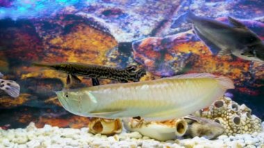 Arowana, Pangasius, akvaryumda havuz turna balığı yüzüyordu.