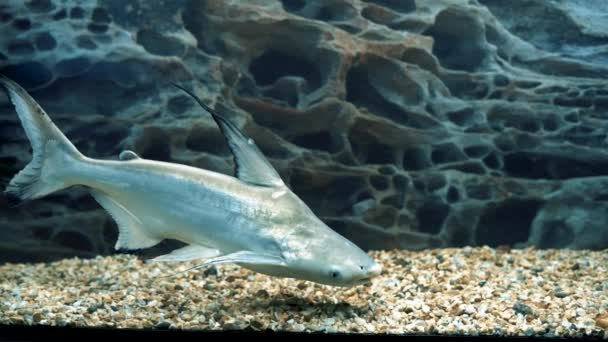鲨鱼鲶鱼潘加西亚努顿下丘脑在水族馆游泳 — 图库视频影像