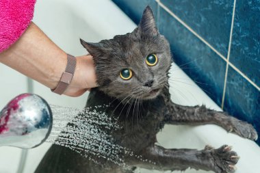 Banyoda banyo yapan gri kedi, hayvan hijyeni.