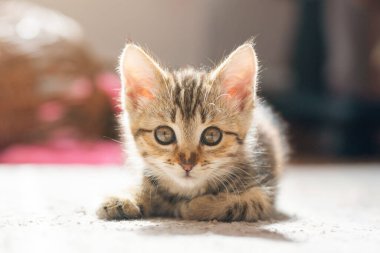 Küçük bir kedi portresi. Güzel kedi yavrusu yerde uzanıyor ve kameraya bakıyor..