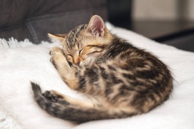 Küçük kahverengi bir tekir kedi yavrusu yumuşak beyaz bir yastıkta huzur içinde uyuyor..