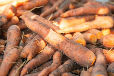 Yığının üzerinde taze kazılmış kirli havuçlar, hasat..