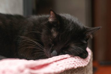 Sıcak bir evde, yumuşak pembe bir battaniyenin üzerinde uyuyan siyah kedi..