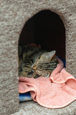 Uyuyan tekir kedi yavrusu yumuşak pembe havluyla kıvrılmış sıcak ışık ve huzurlu atmosferli kedi evinde..