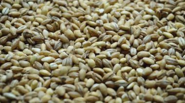 Ham Tanenin Yakın Çekim Görünümü: Yüksek Tanımlı Çekirdeklerin Geniş Açılması, Doğal Dokularını ve Renk Çeşitlerini Gösterme.