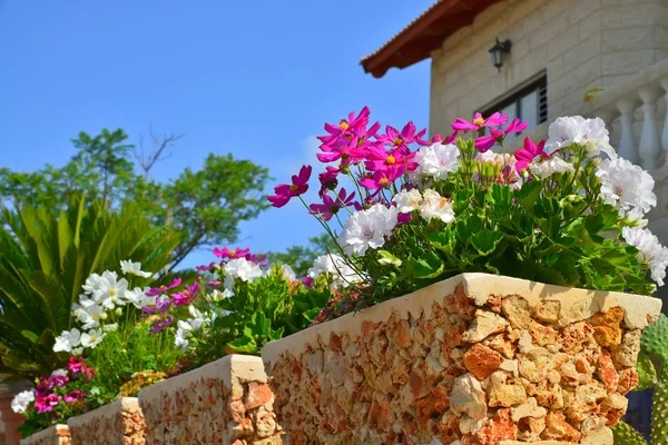 Flores em um pote na frente da casa — Fotografia de Stock