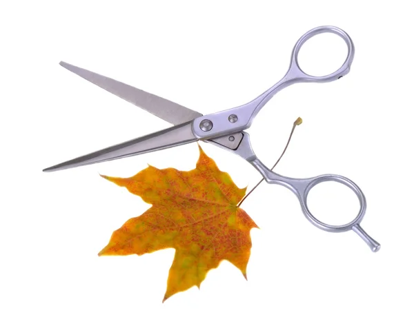 Scissors for cutting on a white background — Stock Photo, Image