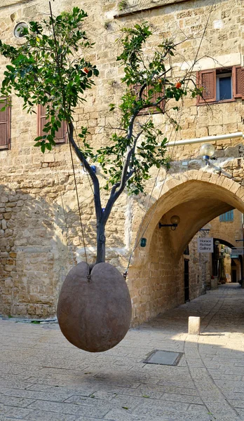 Israel uralter jaffa hängender baum — Stockfoto