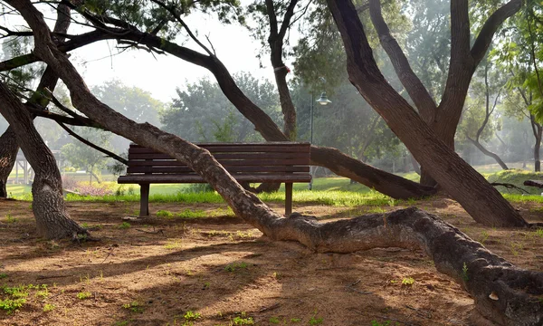 Árvores de parque dobradas em torno de bancos — Fotografia de Stock