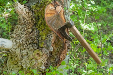 Ağaçta sıkışmış balta 