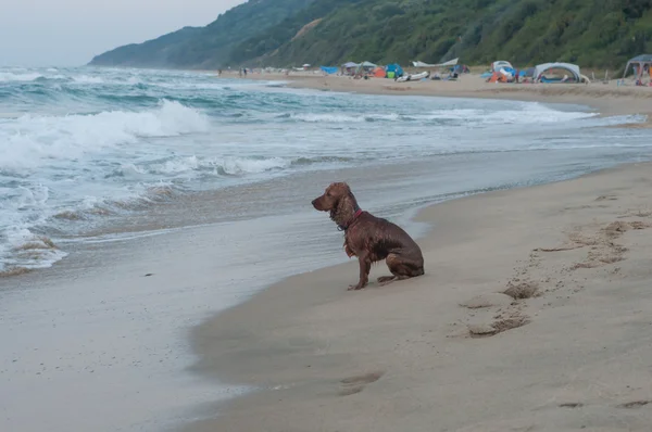 Lonely dog is sitting on the beach