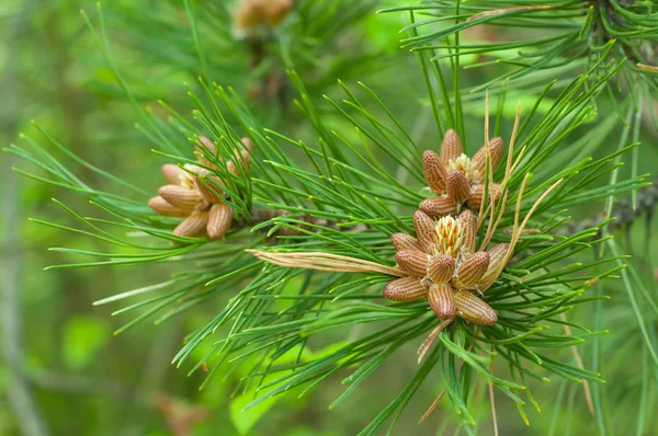 Pine branch with small cones — Stock Photo, Image