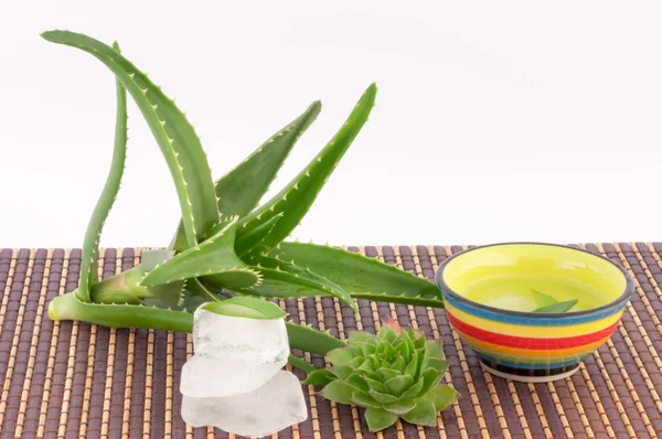 Aloe Vera i lodu — Zdjęcie stockowe