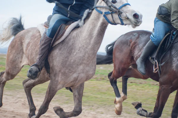 Závodní koně — Stock fotografie