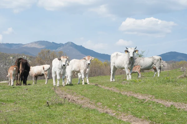 Cows — Stock Photo, Image