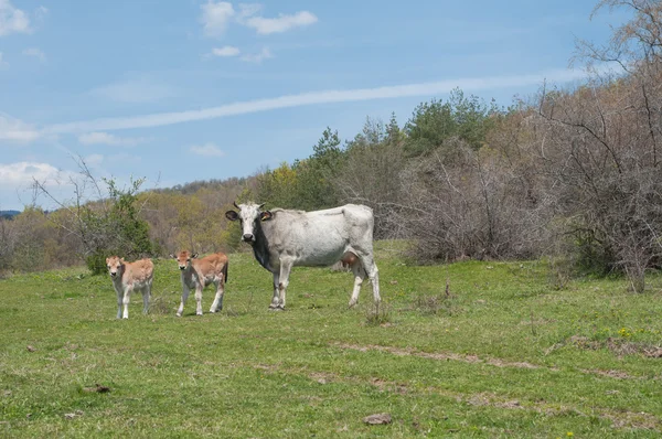 Cows — Stock Photo, Image