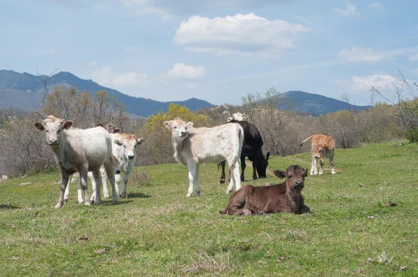 Cows — Stock Photo, Image