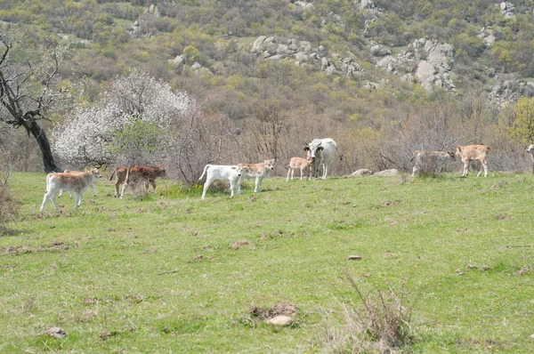 Cows — Stock Photo, Image