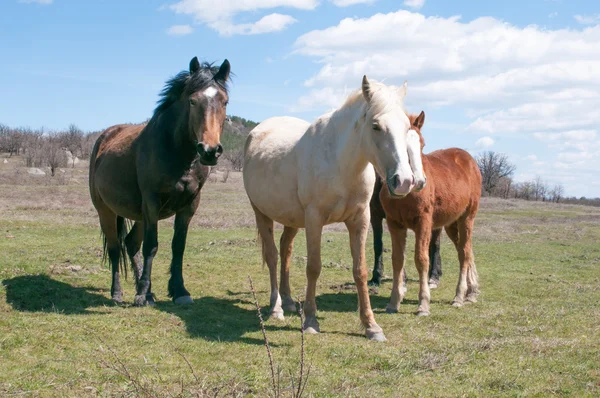 Horses — Stock Photo, Image