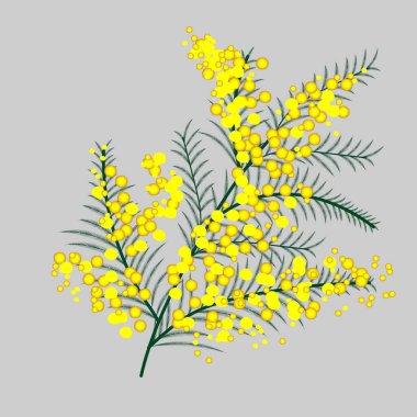 Parlak sarı kabarık çiçekleri ve ince yeşil yaprakları olan dekoratif mimoza dalı. Yumuşak hacimli ve temiz şekilli stilize botanik çizimler. Tarafsız bir zeminde bahar çiçekleri izole edilmiş. Tebrik kartları için mükemmel, Uluslararası Kadınlar