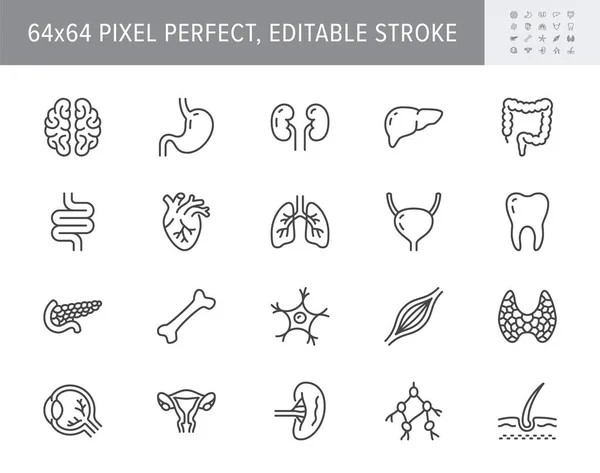 Ícones de linha de órgãos. Ilustração vetorial incluem ícone músculo, fígado, estômago, rim, urinária, globo ocular, osso, pulmão, pictograma do contorno do neurônio para a anatomia humana. 64x64 Pixel perfeito, curso editável — Vetor de Stock