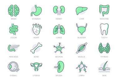 Organs line icons. Vector illustration include icon - muscle, liver, stomach, kidney, urinary, eyeball, bone, lung, neuron outline pictogram for human anatomy. Green color, Editable Stroke clipart