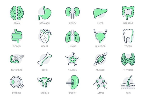 Organs line icons. Vector illustration include icon - muscle, liver, stomach, kidney, urinary, eyeball, bone, lung, neuron outline pictogram for human anatomy. Green color, Editable Stroke — Stock vektor