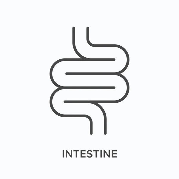 Icône de ligne plate intestinale. Illustration vectorielle des contours intestinaux. Pictogramme linéaire mince noir pour organe gastro-intestinal interne — Image vectorielle