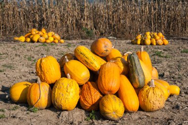 Sonbaharın hediyeleri. Fodder balkabağı
