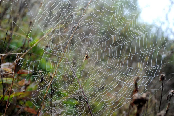 Örümcek Ağlı Sonbahar Desenleri — Stok fotoğraf