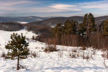Genç, yeşil bir çam ağacı, beyaz kar ve karanlık soğuk bir orman ve soğuk mavi-gri bir gökyüzü.