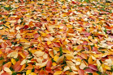 Sonbahar yapraklarından yapılmamış parlak turuncu halı..