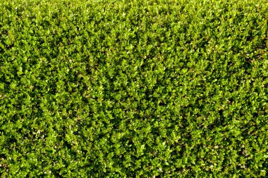 Arkaplan yapraklarla kaplı yeşil duvar