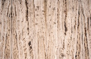 Beyaz ağaç kabuğu arka plan için