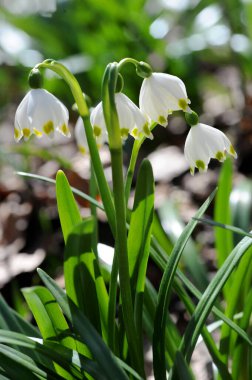 Çuha çiçeği pınarı. Rengi beyaz. İlaç fabrikası. Kar damlası türlerinden biri. Ormanlarda bulunur. Ukrayna.