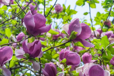 Bahar, çiçek açan manolya çiçekleri yeşil yapraklardan oluşan büyük pembe yapraklarıyla büyülenir.