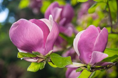 Pembe manolya çiçeği, yakın plan, yeşil bulanık arkaplan.